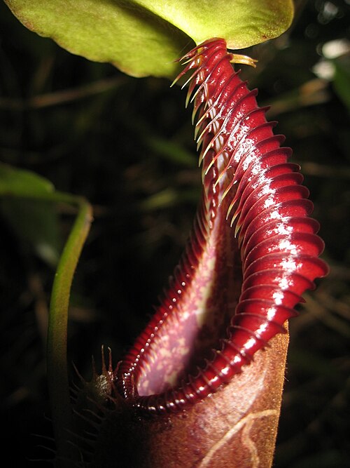 Nepenthes singalana: Nepenthes singalana