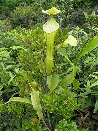 Nepenthes singalana: Nepenthes singalana