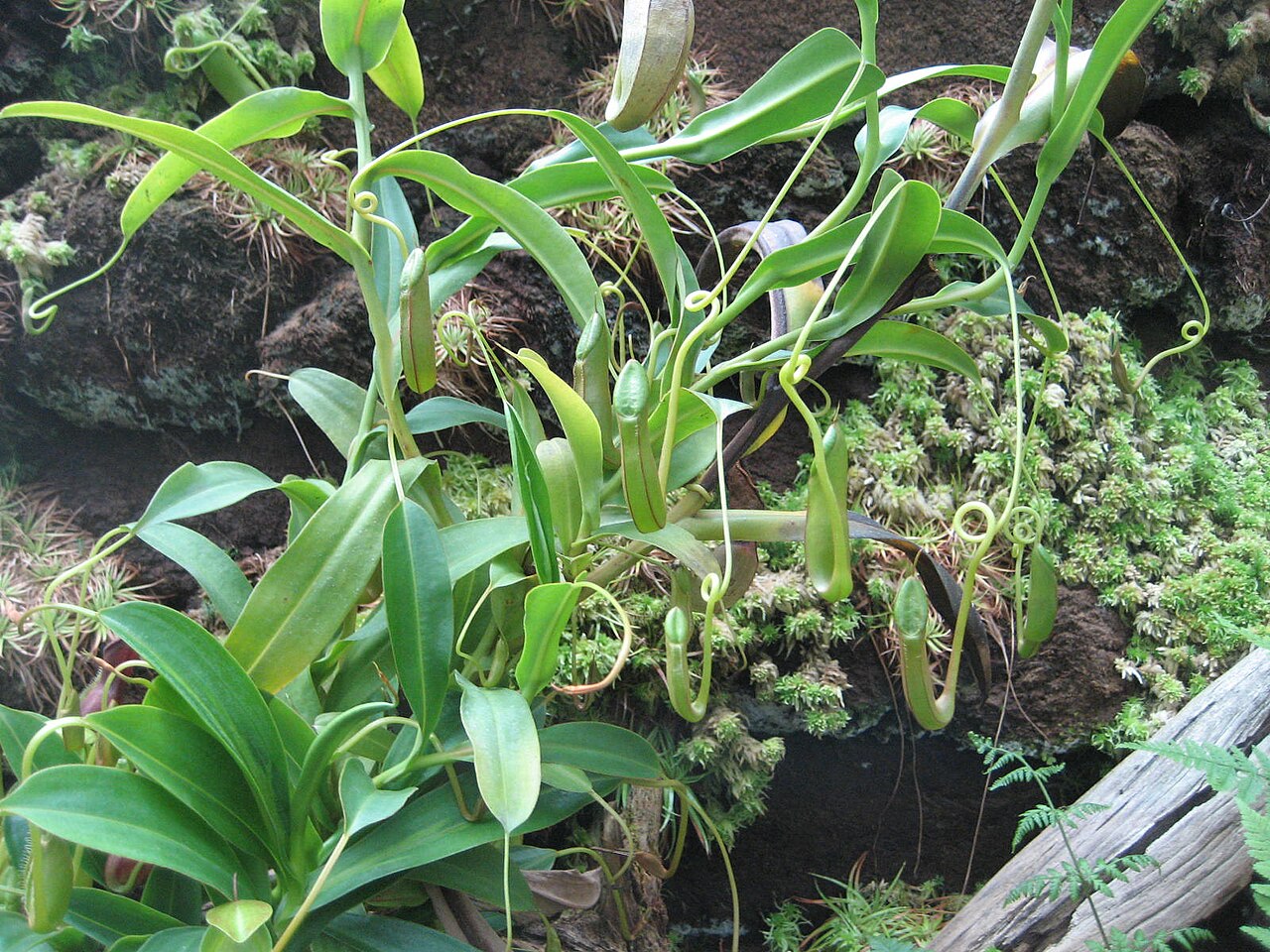 Nepenthes singalana: Nepenthes singalana - Habitus - Bot. Garten Berlin Dahlem