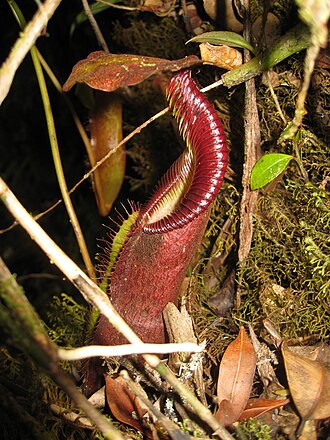 Nepenthes singalana: Nepenthes singalana