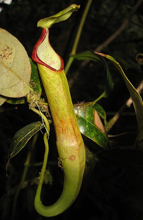 Nepenthes singalana: Nepenthes singalana