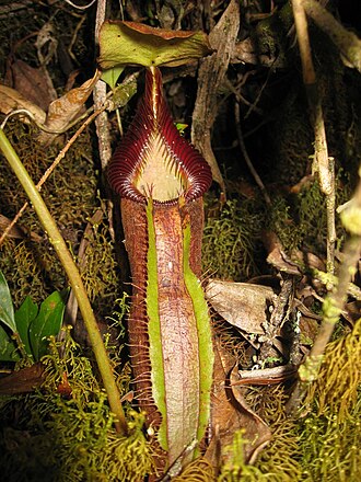 Nepenthes singalana: Nepenthes singalana