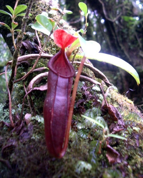 Nepenthes singalana: Nepenthes singalana from Mount Belirang