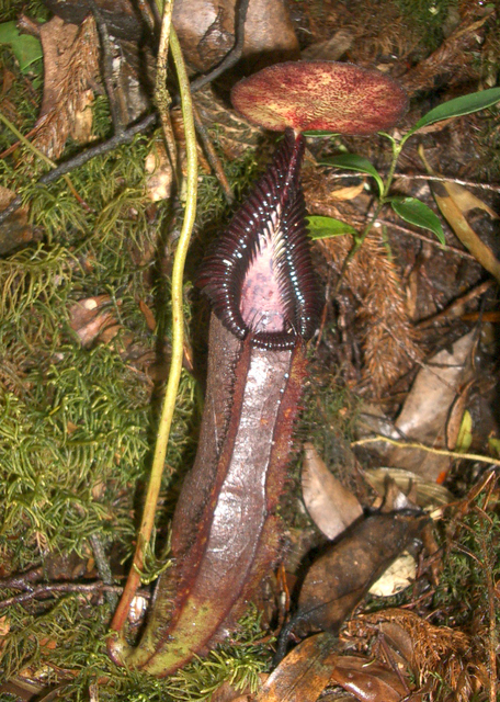 Nepenthes singalana: Nepenthes singalana from Mount Belirang