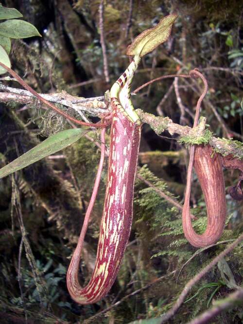 Nepenthes spectabilis: Nepenthes spectabilis from Simanuk-manuk, Sumatra.