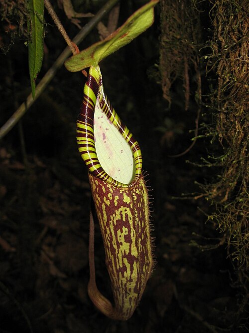 Nepenthes spectabilis: Nepenthes spectabilis