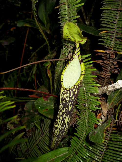Nepenthes spectabilis: Nepenthes spectabilis