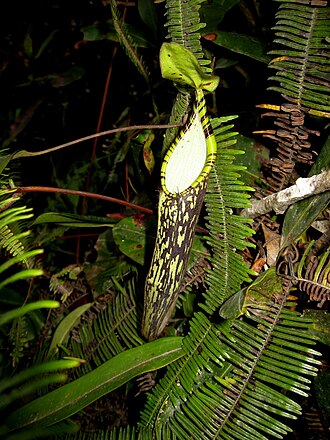 Nepenthes spectabilis: Nepenthes spectabilis