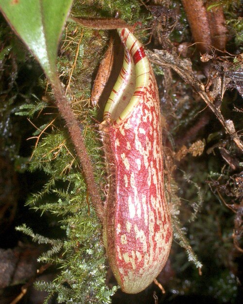 Nepenthes spectabilis: Nepenthes spectabilis from Simanuk-manuk, Sumatra.
