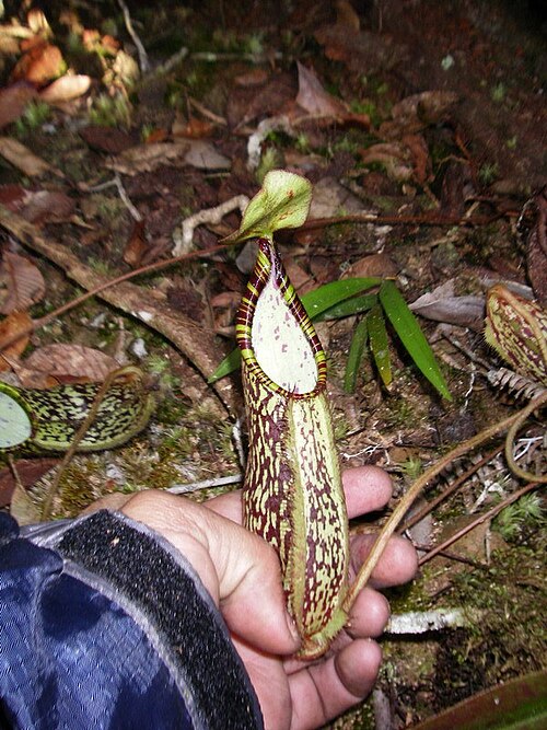 Nepenthes spectabilis: Nepenthes spectabilis