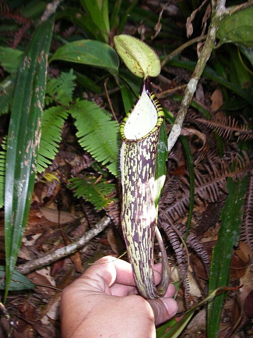 Nepenthes spectabilis: Nepenthes spectabilis