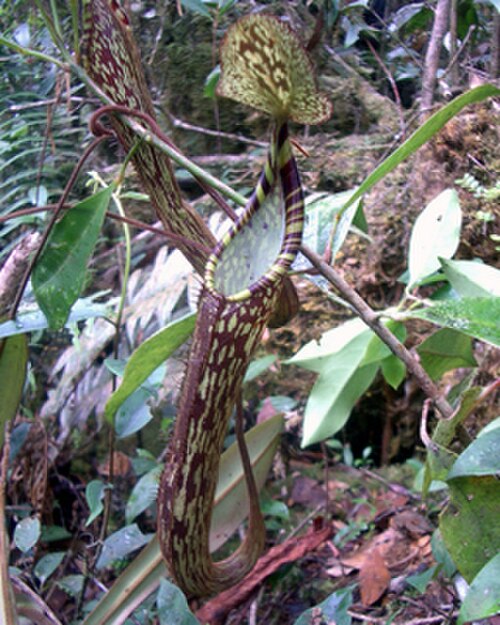 Nepenthes spectabilis: Nepenthes spectabilis from Simanuk-manuk, Sumatra.