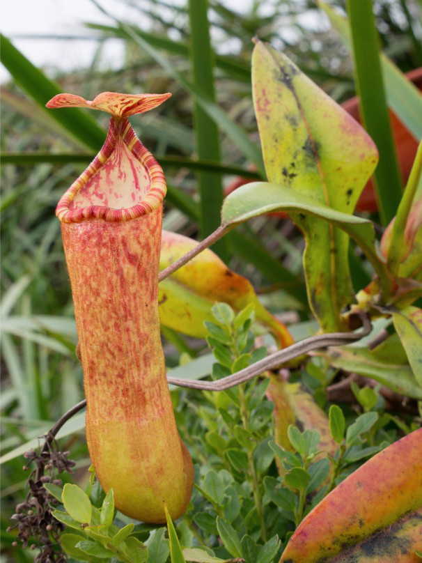 N. amabilis: Upper pitcher of Nepenthes sumagaya at the type locality.