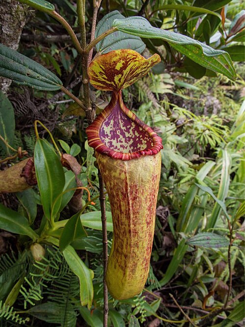 N. amabilis: Upper pitcher of Nepenthes sumagaya at the type locality.