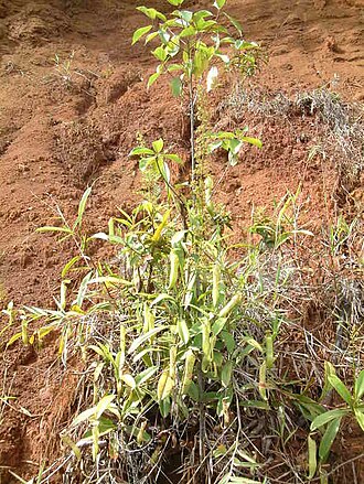 Nepenthes tomoriana: Nepenthes tomoriana , Sulawesi