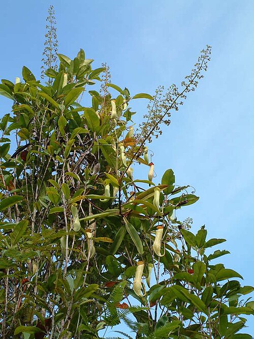 Nepenthes tomoriana: Nepenthes tomoriana , Sulawesi