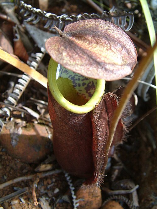 Nepenthes tomoriana: Nepenthes tomoriana , Sulawesi