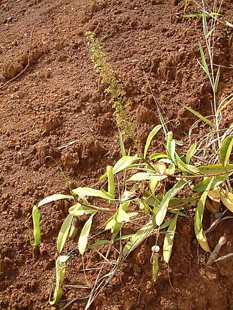 Nepenthes tomoriana: Nepenthes tomoriana , Sulawesi