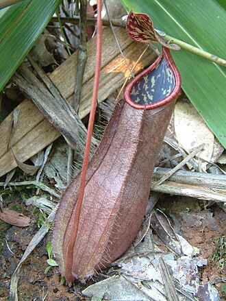 Nepenthes tomoriana: Nepenthes tomoriana , Sulawesi
