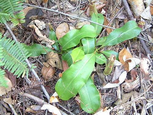 Nepenthes tomoriana: Nepenthes tomoriana , Sulawesi