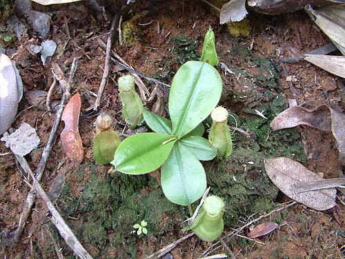 Nepenthes tomoriana: Nepenthes tomoriana , Sulawesi