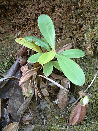 Nepenthes tomoriana: Nepenthes tomoriana , Sulawesi