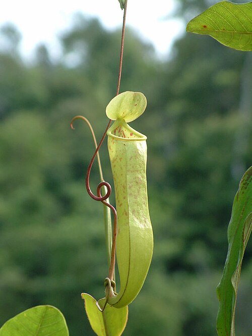 Nepenthes tomoriana: Nepenthes tomoriana , Sulawesi