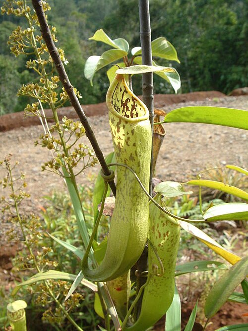 Nepenthes tomoriana: Nepenthes tomoriana , Sulawesi