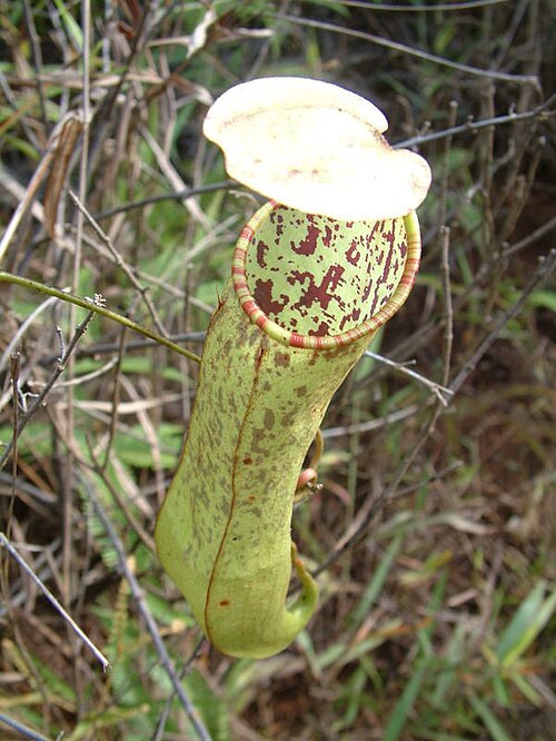 Nepenthes tomoriana: Nepenthes tomoriana , Sulawesi