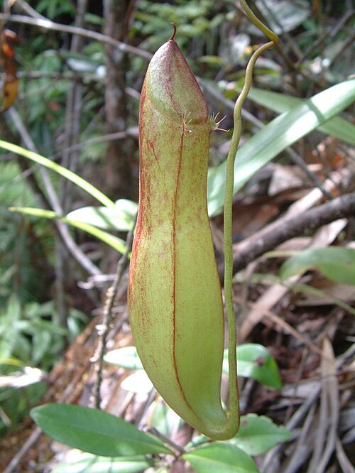 Nepenthes tomoriana: Nepenthes tomoriana , Sulawesi