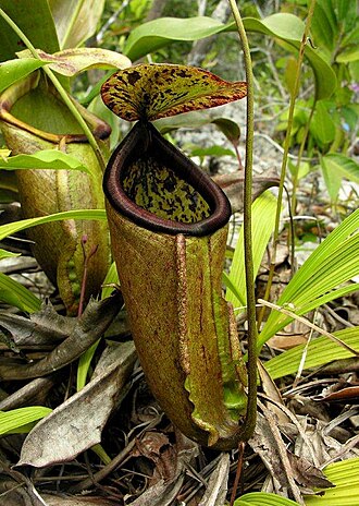 Pitcher plant: Nepenthes treubiana lower pitcher, McCluer Gulf, New Guinea