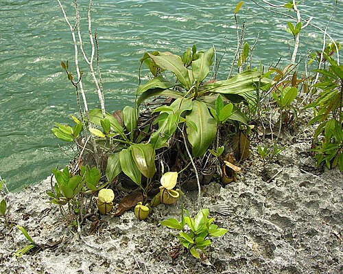 Pitcher plant: Nepenthes treubiana plants (<1 metre from salt water), McCluer Gulf, New Guinea