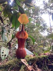 Nepenthes × harryana (Nepenthes × harryana)