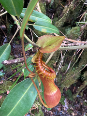 Nepenthes × harryana (Nepenthes × harryana)