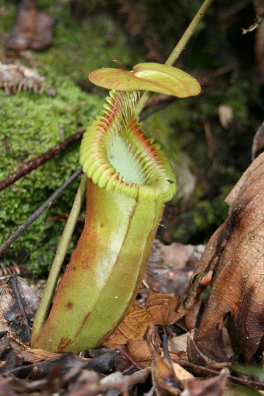 Nepenthes × harryana: Lower pitcher of Nepenthes × harryana growing along the Mount Kinabalu summit trail