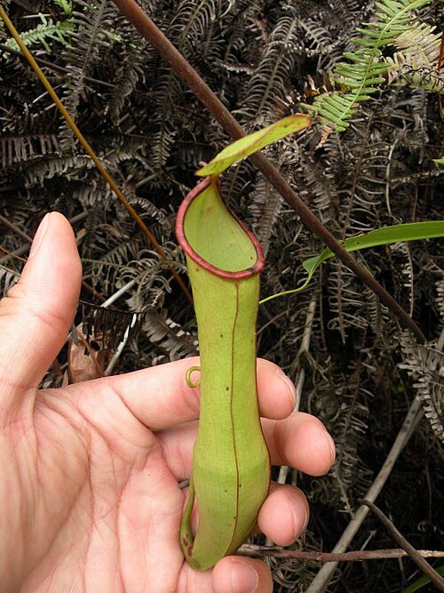 Nepenthes × sharifah-hapsahii: Nepenthes gracilis × Nepenthes mirabilis , Pahang, Peninsular Malaysia