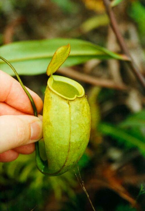 Nepenthes × trichocarpa: Nepenthes x trichocarpa Photo taken: 1998 in Malaysian jungle Author: David H. Wong