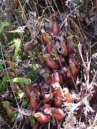 Nepenthes × trichocarpa: Nepenthes × trichocarpa