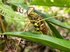Nepenthes × trichocarpa (Nepenthes × trichocarpa)