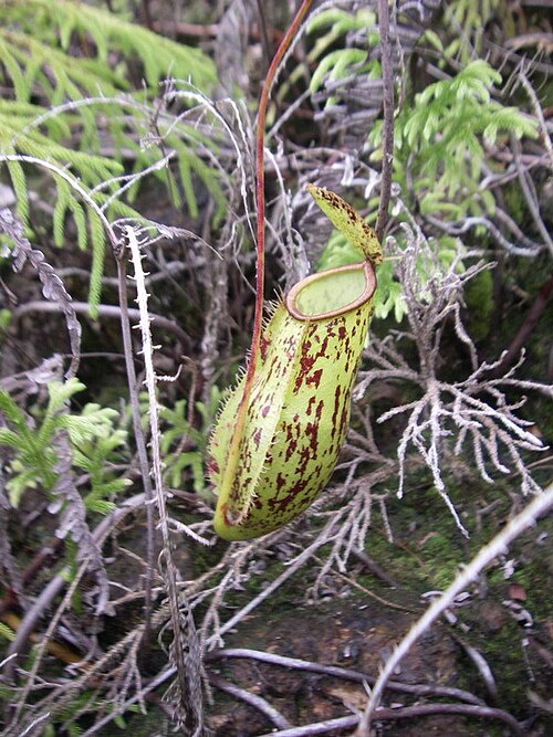 Nepenthes × trichocarpa: Nepenthes × trichocarpa