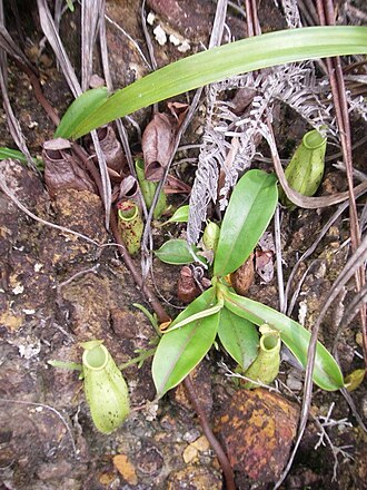Nepenthes × trichocarpa: Nepenthes × trichocarpa