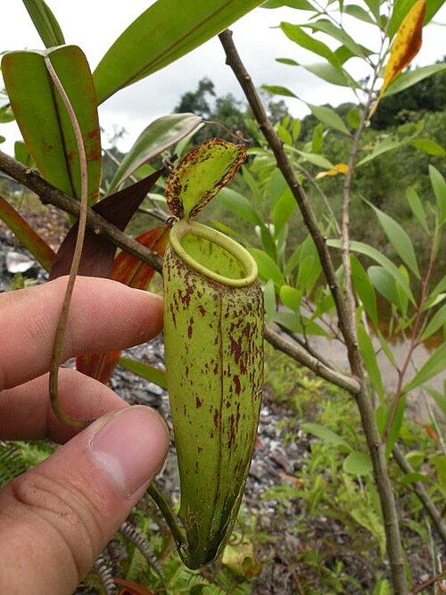 Nepenthes × trichocarpa: Nepenthes × trichocarpa , Pahang, Peninsular Malaysia