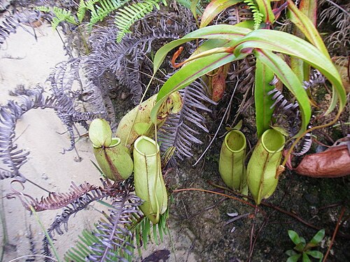 Nepenthes × trichocarpa: Nepenthes × trichocarpa