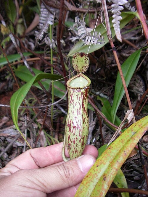 Nepenthes × trichocarpa: Nepenthes × trichocarpa