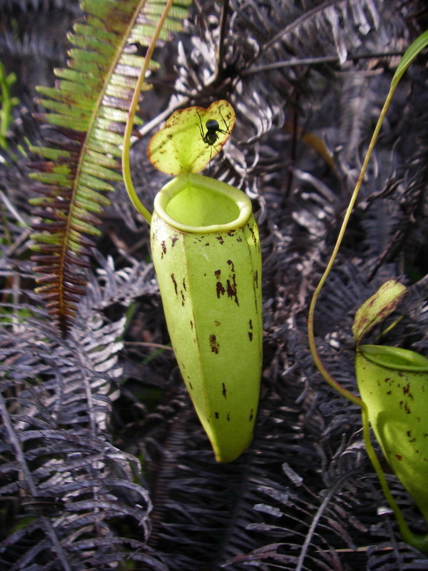 Nepenthes × trichocarpa: Nepenthes × trichocarpa