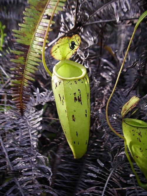 Nepenthes × trichocarpa: Nepenthes × trichocarpa