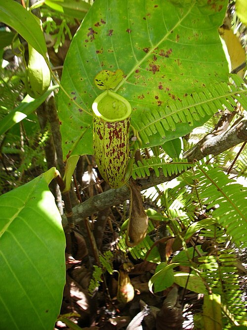 Nepenthes × trichocarpa: Nepenthes × trichocarpa