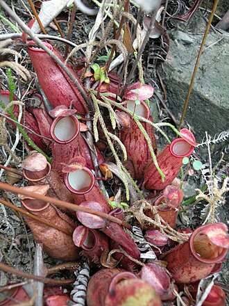 Nepenthes × trichocarpa: Nepenthes × trichocarpa , Pahang, Peninsular Malaysia