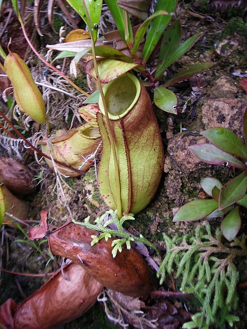 Nepenthes × trichocarpa: Nepenthes × trichocarpa