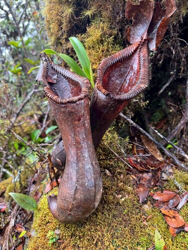 Nepenthes × trusmadiensis (Nepenthes × trusmadiensis)